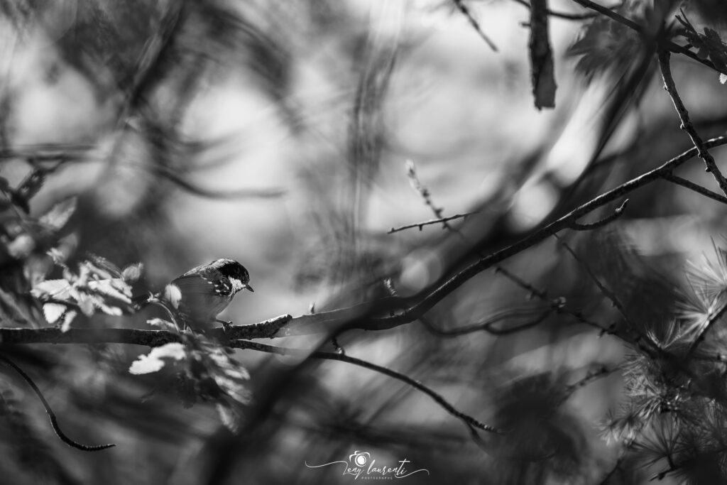 oiseau