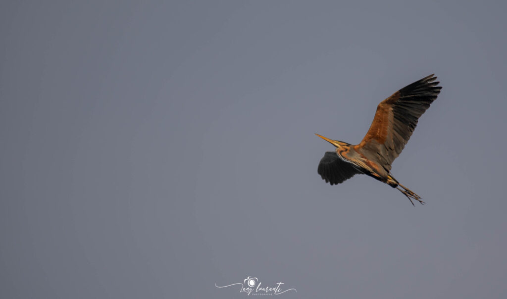 vol d'oiseau