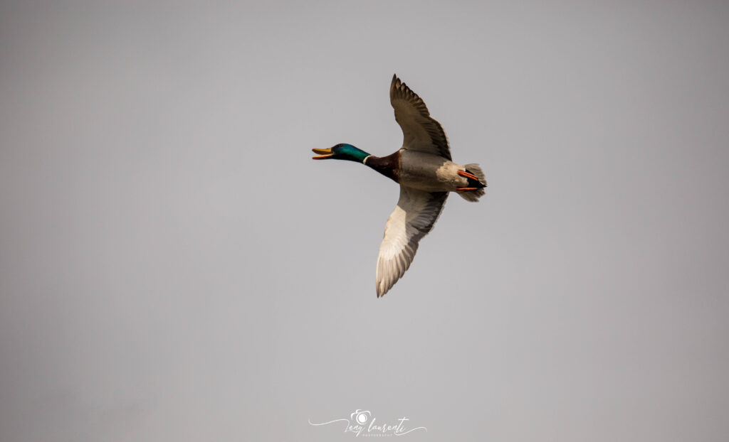 vol d'oiseau