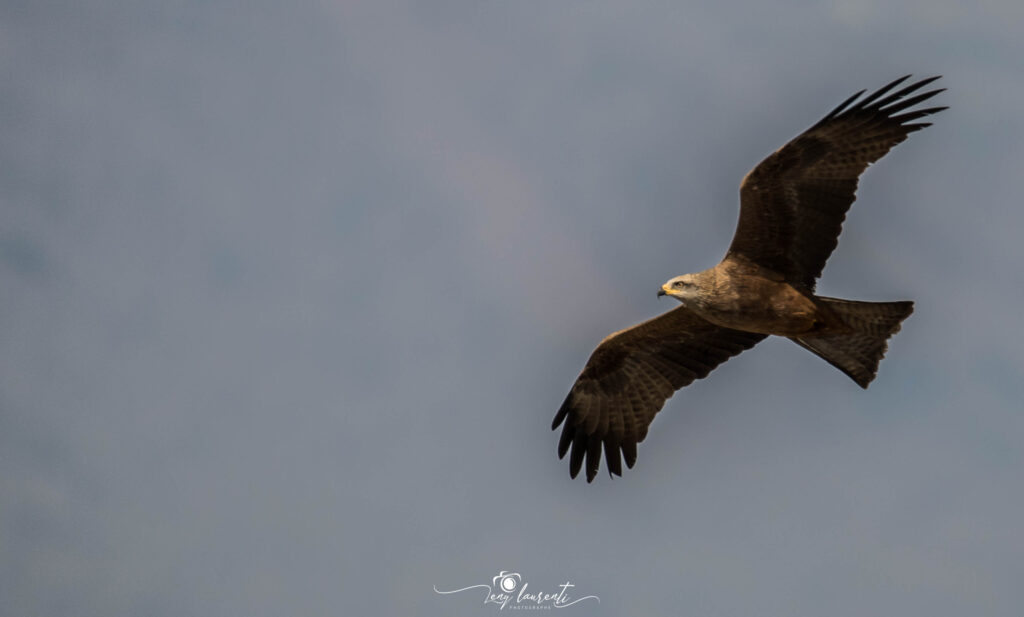 vol d'oiseau